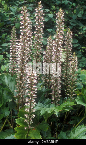 ACANTHUS MOLLIS (gemeinsame NAMEN TRAGEN VON HOSEN ODER OYSTER WERK) Stockfoto