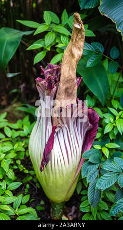 Die Titan Arum ist eine schnell wachsende Blume, riecht nach verwestem Fleisch anzuziehen fliegt, wenn es blüht. Stockfoto