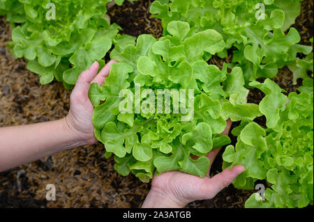 Frau Hände Kommissionierung grüner Salat im Gemüsegarten Stockfoto