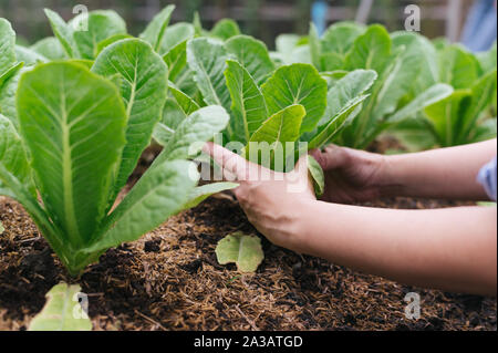 Frau Hände Kommissionierung grüner Salat im Gemüsegarten Stockfoto