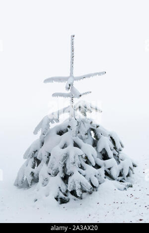 Kleine Kiefer in Schnee bedeckt Stockfoto