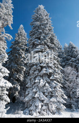 Tannen im Schnee im Winter Stockfoto