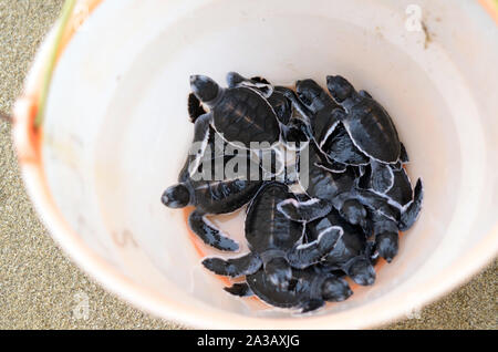 Grüne Schildkröte Hatchling" in einem Eimer Stockfoto