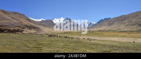 Ein Paket von Alpakas und Lamas grasen vor der Kulisse des Mt Ausangate. Cusco, Peru Stockfoto