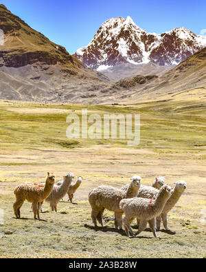 Ein Paket von Alpakas und Lamas grasen vor der Kulisse des Mt Ausangate. Cusco, Peru Stockfoto