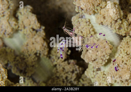 Sarasvati Anemone Garnele, Periclemenes Sarasvati, Palaemonidae, Anilao, Philippinen, Asien Stockfoto