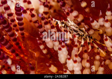 Zebra Seeigel Krabbe, Zebrida adamsii, Eumedonidae, Anilao, Philippinen, Asien Stockfoto