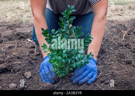 Man Pflanzen eines grünen Baum oder Strauch in einem Garten in frisch gegraben Boden in der Nähe zu seiner Hände Schröpfen der Anlage Stockfoto