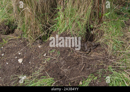 Badger Latrine und Pfade auf Küstenweg, Rockcliffe, Dumfries, Schottland SW Stockfoto