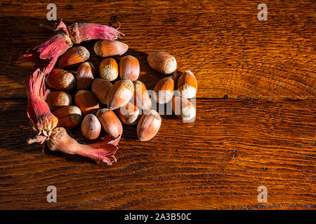 Red Haselnüsse auf einem Holzbrett. Isolierte Haselnüsse. Stockfoto