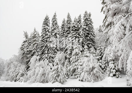 Mischwald im Schnee im Winter abgedeckt Stockfoto