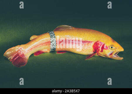 Frischer Fisch, goldene Forelle mit einem Haken auf grünem Hintergrund Stockfoto