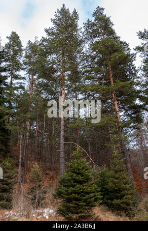 Kiefern im Wald Stockfoto