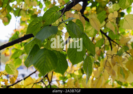 Eine Nahaufnahme der gelbe Blätter an einem Baum mit einige getrocknete braune Grashalme. Herbst Textur. Herbst Hintergrund Stockfoto
