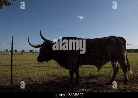 Silhouetted Stier an Southfork Ranch in Parker, Texas, nördlich von Dallas, wo zwei Durchläufe der beliebten TV-Show Dallas gefilmt wurden Stockfoto
