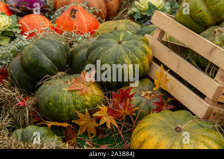 Orange und grüne Kürbisse in einer Holzkiste auf trockenem Gras - Thanksgiving und Herbst Hintergrund. Das Konzept einer reichen Ernte im Herbst. Stockfoto