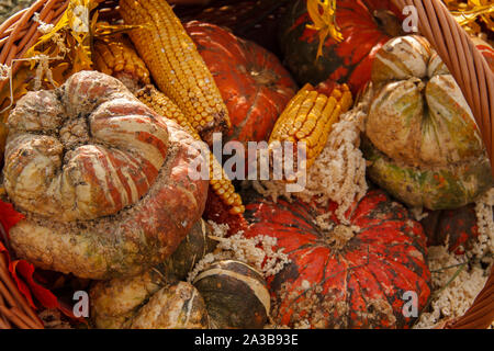 Viele verschiedene Kürbisse liegen in einem Korb mit gelber Mais - Hintergrund für Thanksgiving und Halloween. Das Konzept einer reichen Ernte im Herbst. Stockfoto