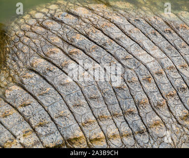 Die Haut auf der Rückseite ein Krokodil im Wasser liegend Stockfoto