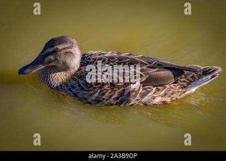 Weibliche Krickente in Slimbridge Stockfoto