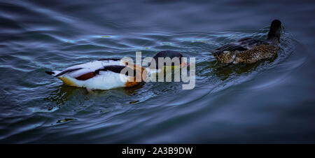 Brandente in Slimbridge Stockfoto