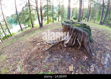 Schneiden Baum im Wald. Die entwaldung Konzept Bild Stockfoto
