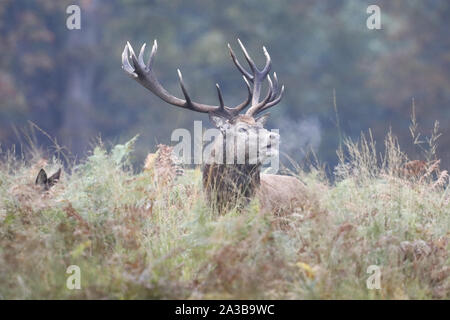 Richmond Park, London, UK. 7 Okt, 2019. Ein Rotwild (Cervus elaphus) bolving während der jährlichen Rut heute im Richmond Park, London, UK. Credit: Ed Brown/Alamy leben Nachrichten Stockfoto