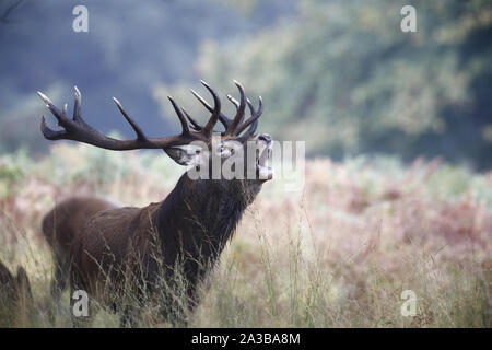 Richmond Park, London, UK. 7. Okt 2019. Ein roter Hirsch (Cervus elaphus) bolving während der jährlichen Rut heute im Richmond Park, UK. Credit: Ed Brown/Alamy leben Nachrichten Stockfoto