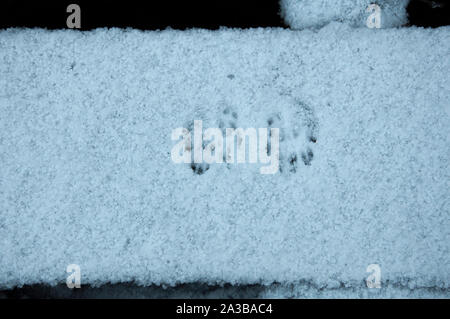 Eichhörnchen (Sciurus vulgaris), Spuren im Schnee, Dumfries, Schottland Stockfoto