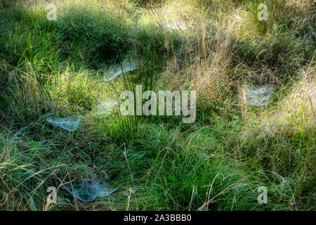 Spinnen Web auf einem nebligen Herbstmorgen in Dänemark Stockfoto