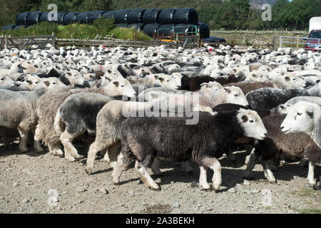 Große Herdenherde von Herdwick-Schafen auf einem Bauernhof im Sommer Borrowdale Cumbria Lake District National Park England Vereinigtes Königreich Großbritannien Großbritannien Stockfoto