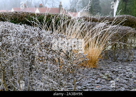 Staudenbeet mit stilvollen, modernen Design, Schiefer Chips, Hedging & Reed Gräser (frostigen Winter Tag) - privater Garten, Yorkshire, England, UK. Stockfoto