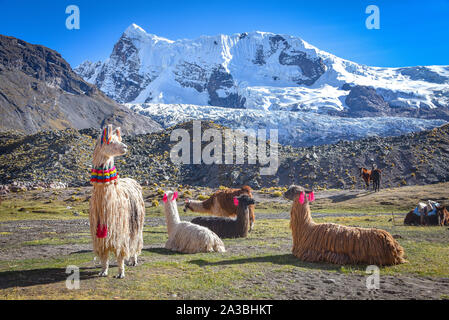 Llama Pack in der Cordillera Vilcanota, Ausangate, Cusco, Peru Stockfoto