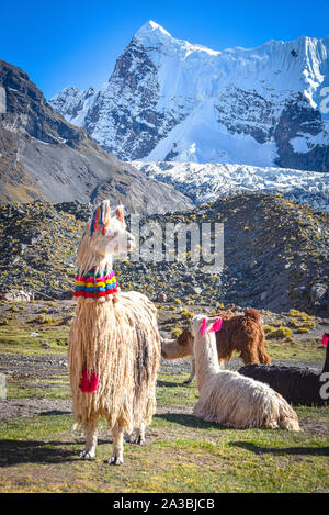 Llama Pack in der Cordillera Vilcanota, Ausangate, Cusco, Peru Stockfoto