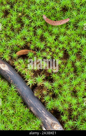 Eine Nahaufnahme von einem Teppich von üppigen grünen Vegetation auf den Waldboden. Stockfoto