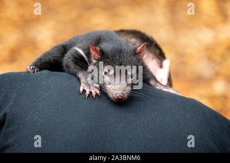 Baby Tasmanischen Teufel gelegen auf der Rückseite eines jungen Mannes Stockfoto
