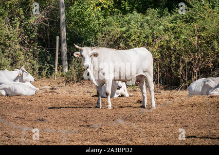 Blick auf die weissen Chianina Rinder auf einem toskanischen Gebiet in Italien. Stockfoto