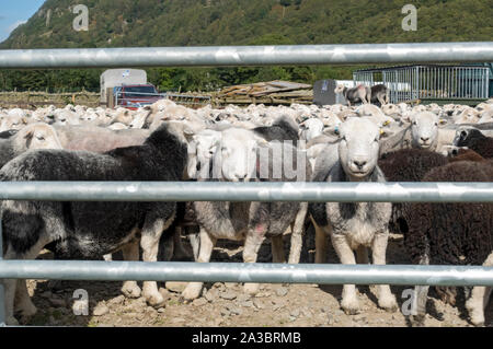 Herde Herdwick-Schafe hinter einem Tor auf einer Farm im Sommer Borrowdale Lake District National Park Cumbria England Vereinigtes Königreich GB Großbritannien Stockfoto