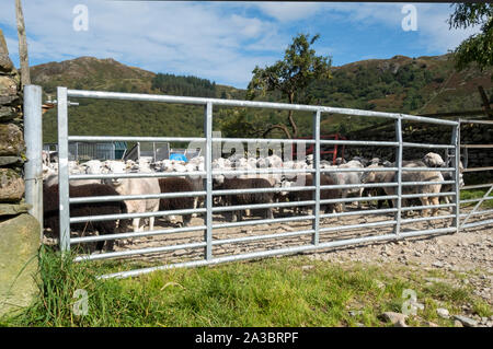 Herde Herdwick-Schafe hinter einem Tor auf einer Farm im Sommer Borrowdale Lake District National Park Cumbria England Vereinigtes Königreich GB Großbritannien Stockfoto