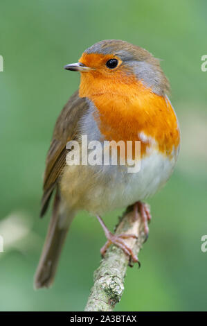 Robin Redbreast oder Europäischen Robin (Erithacus Rubecula) auf Tophill niedrige Naturschutzgebiet in East Yorkshire Stockfoto