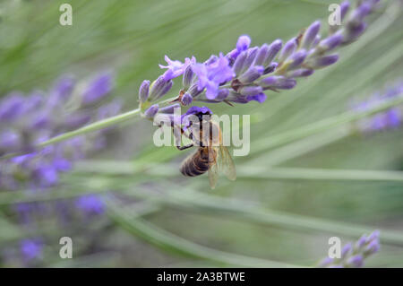 Biene Fütterung auf Lavendel Blume Stockfoto