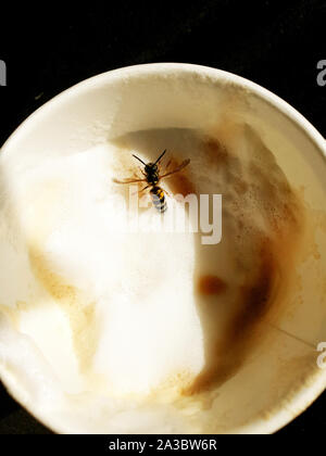 Wasp ertrinken in einem Cappuccino in der Schaum stecken, braucht Hilfe Stockfoto