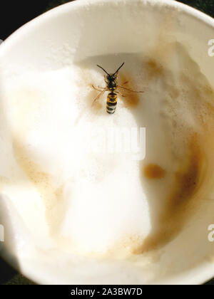 Wasp ertrinken in einem Cappuccino in der Schaum stecken, braucht Hilfe Stockfoto