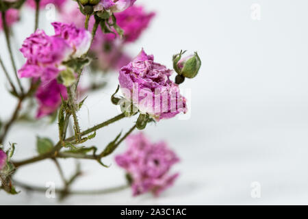 Versiegt nicht frisch Rote Rose auf weißem Hintergrund. Stockfoto