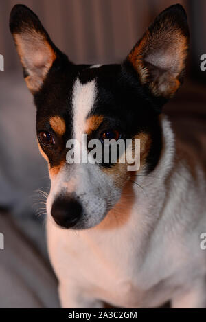 Jack Russell kurze Haare und kurzen Bein weiß Schwarze und braune Hund Stockfoto