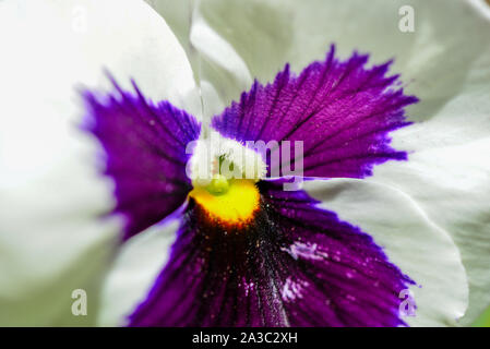 Weiss Violett Violett gelb blühenden Petunie blüht im Sun Stockfoto