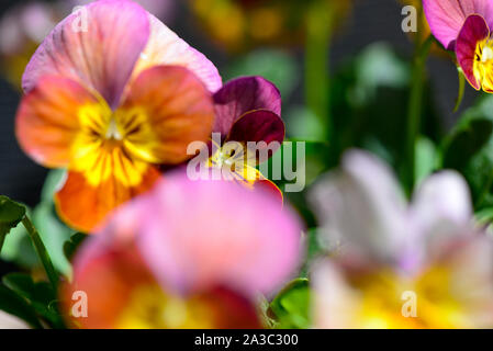 Purpur Violett Pink Gelb Rot Orange Maroon blühenden Petunie blüht im Sun Stockfoto