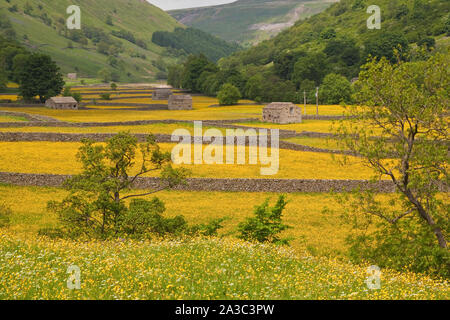 Landschaft Blick auf Mähwiesen in Blüte und Feld Scheunen Muker Swaledale. Stockfoto