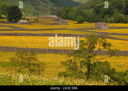 Landschaft Blick auf Mähwiesen in Blüte und Feld Scheunen Muker Swaledale. Stockfoto