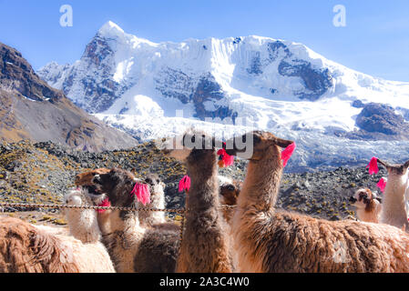 Llama Pack in der Cordillera Vilcanota, Ausangate, Cusco, Peru Stockfoto