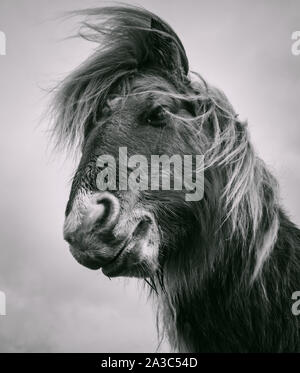 Sgioport Pony 2 Stockfoto